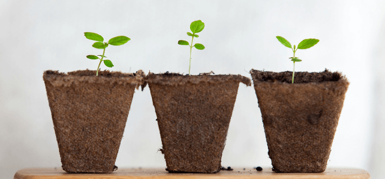 how to grow a bonsai from seed