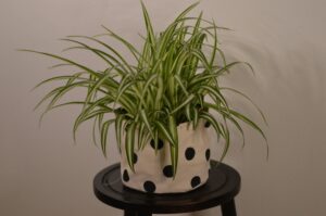 Dying Spider Plant